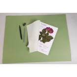Itatóskönyv, írható, rajzolható, festhető - Növények nyomtatásához, Herbárium - 180 gr/m2 - 32 lap, A4