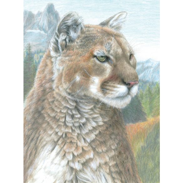 Számozott színező készlet, 20x25cm - Puma