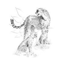   Rajzkészlet előrenyomott vázlattal - Sketching Made Easy A/4 - Cheetah & Cub