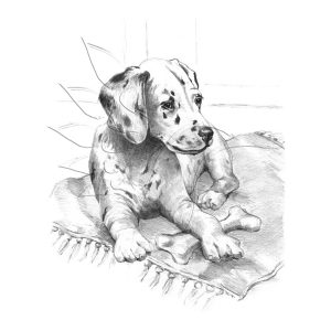 Rajzkészlet előrenyomott vázlattal - Sketching Made Easy A/4 - Dalmation Pup