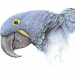 Pasztell készlet - Derwent Pasztellceruza-készlet - KÜLÖNBÖZŐ KISZERELÉSEKBEN!