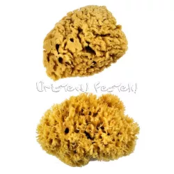 Royal EXTRA LARGE Wool Sponge, 8-10cm Set - 2pcs
