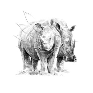 Rajzkészlet előrenyomott vázlattal - Sketching Made Easy A/4 - Rhino Pair