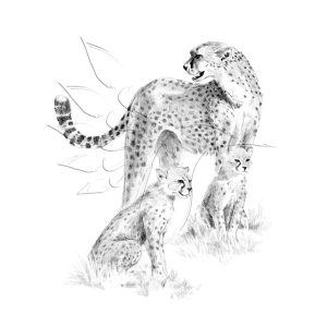 Rajzkészlet előrenyomott vázlattal - Sketching Made Easy A/4 - Cheetah & Cub