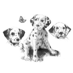   Nagyméretű vázlatkészítés tanító készlet, Kiskutyák (Dalmata kölykök), 40x32 cm