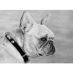   Nagyméretű vázlatkészítés tanító készlet, 40x32 cm - Francia bulldog