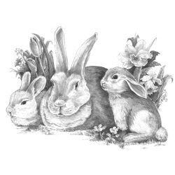   Rajztanítás - Vázlatrajz készlet kellékekkel - 40x32 cm - Nyúlcsalád