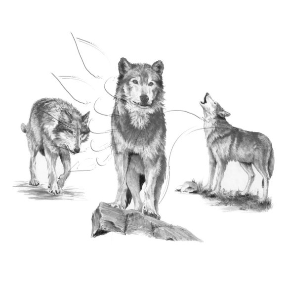 Rajzkészlet, nagy, előrenyomott vázlattal - Sketching Made Easy Large - Wolves