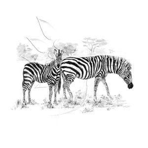 Rajzkészlet, nagy, előrenyomott vázlattal - Sketching Made Easy Large - Zebras