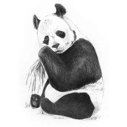   Rajztanítás - Vázlatrajz készlet ceruzákkal és útmutatóval - 13x18 cm - Vázlatkészlet - Panda 