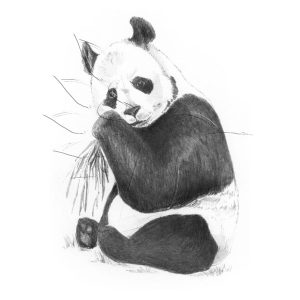 Rajzkészlet előrenyomott vázlattal - Sketching Made Easy Mini A/5 - Panda