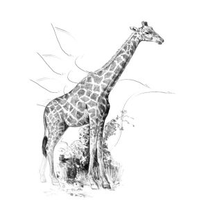 Rajzkészlet előrenyomott vázlattal - Sketching Made Easy Mini A/5 - Giraffe