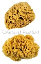   Festő Szivacsok - Royal EXTRA LARGE Wool Sponge - 2db-os készlet